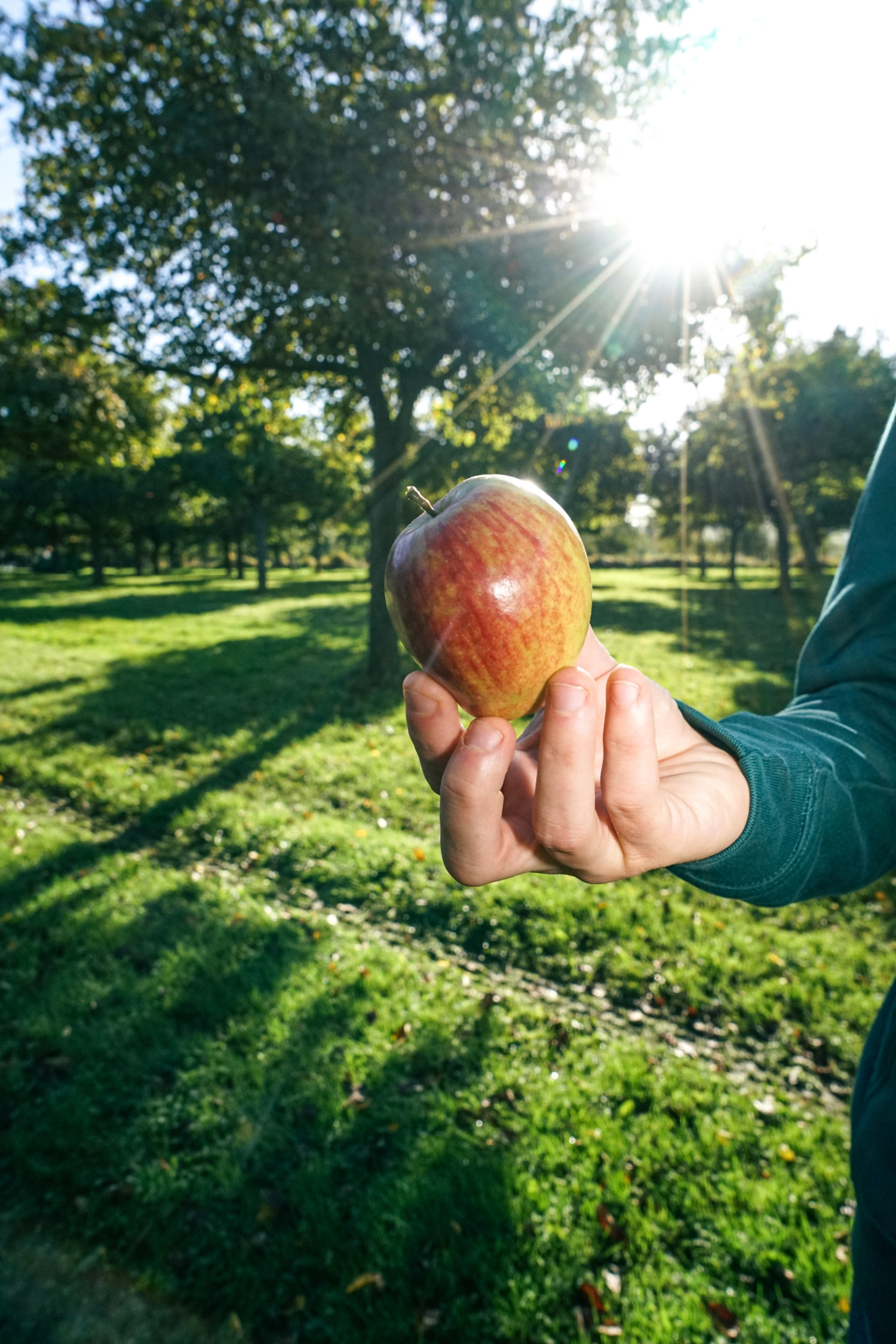 Cider apple in an orchard