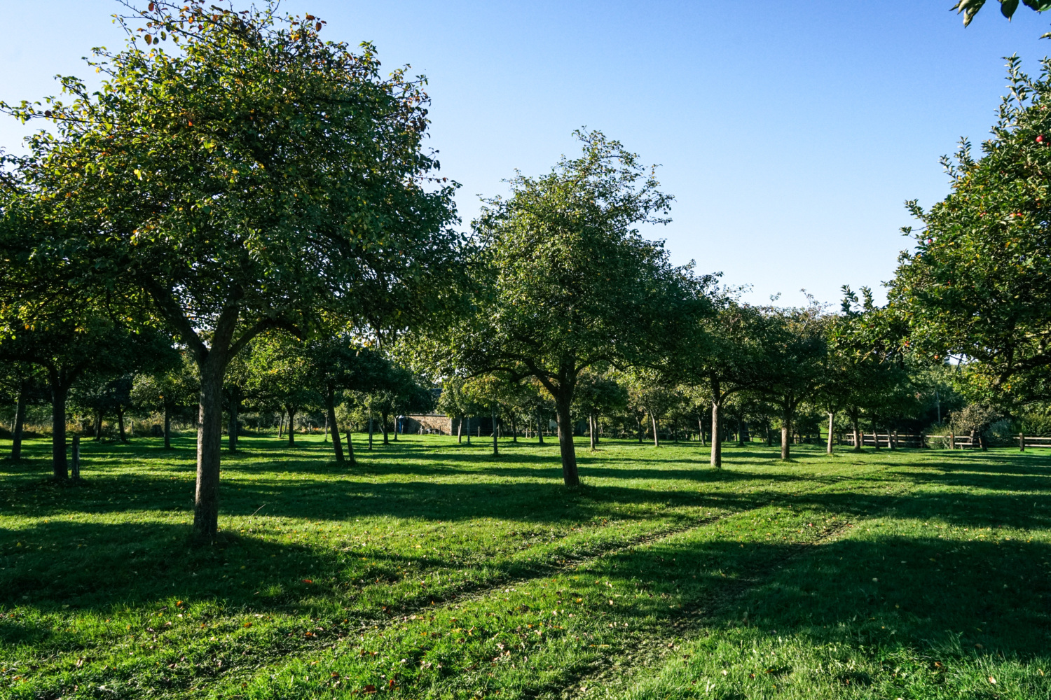 Cider apple orchard