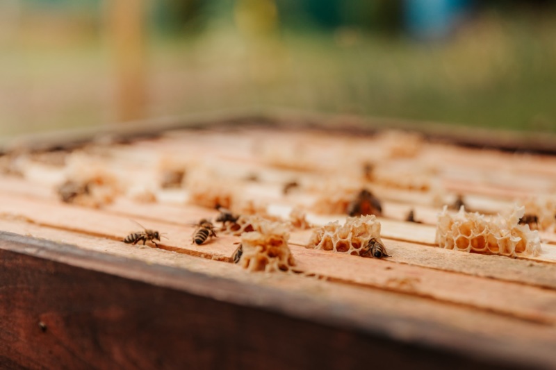 les abeilles au coeur de l'écosystème des vergers de pommes