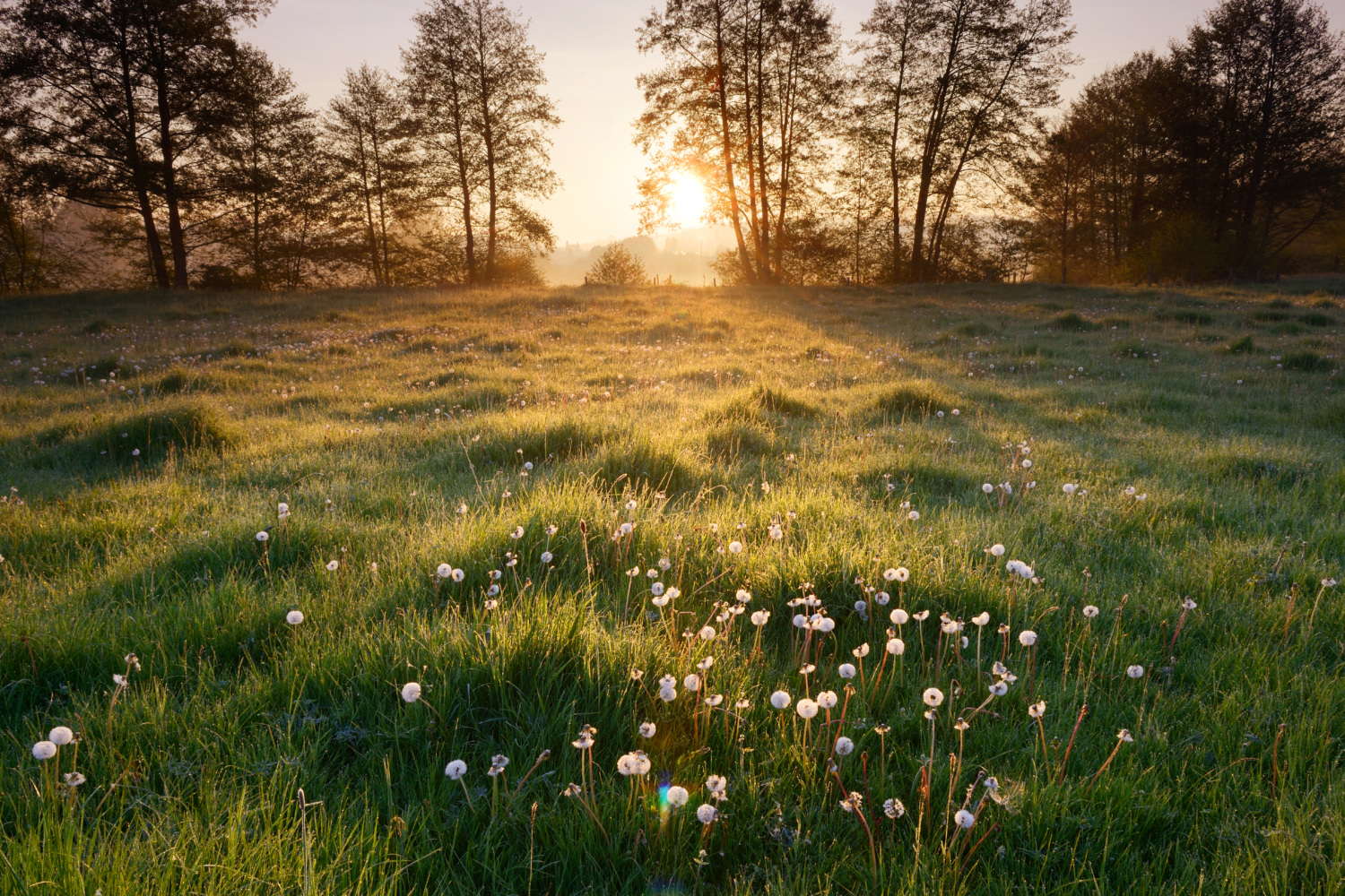 An orchard at dawn in the Pays d'Auge